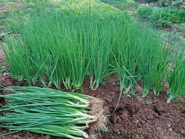 Що не варто садити біля цибулі — поради дачникам - фото 1