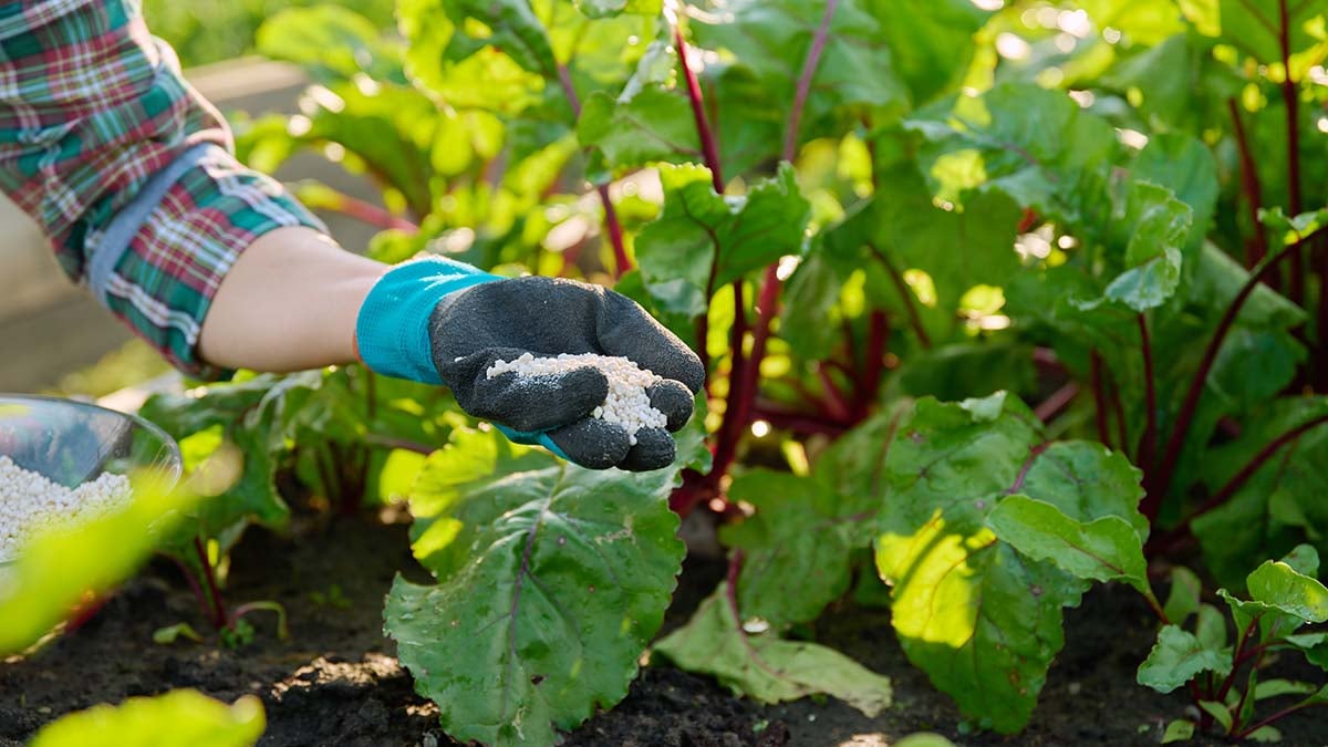 Подкормка свеклы