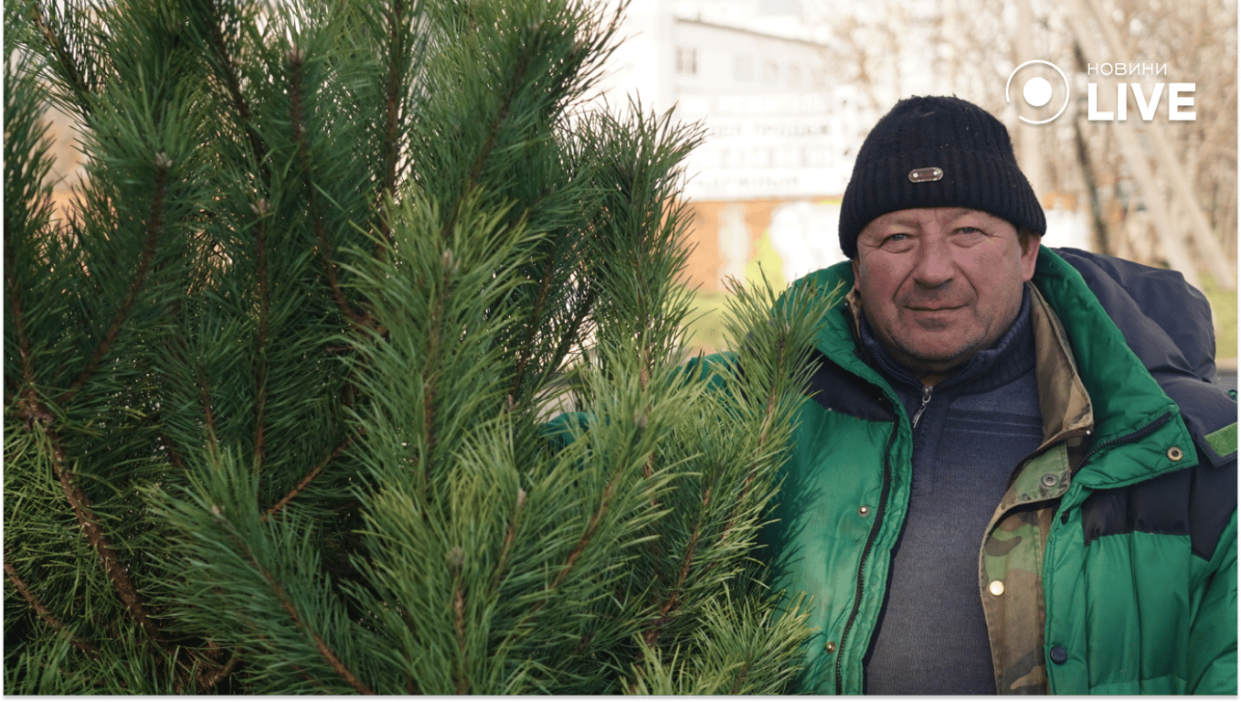 Ялинки без бірки в Одесі - наскільки законно
