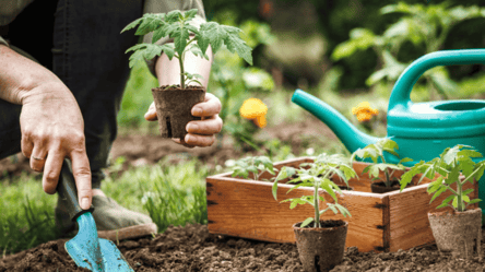 Как пересадить растение в саду, чтобы не навредить ему — эффективные советы дачникам - 285x160