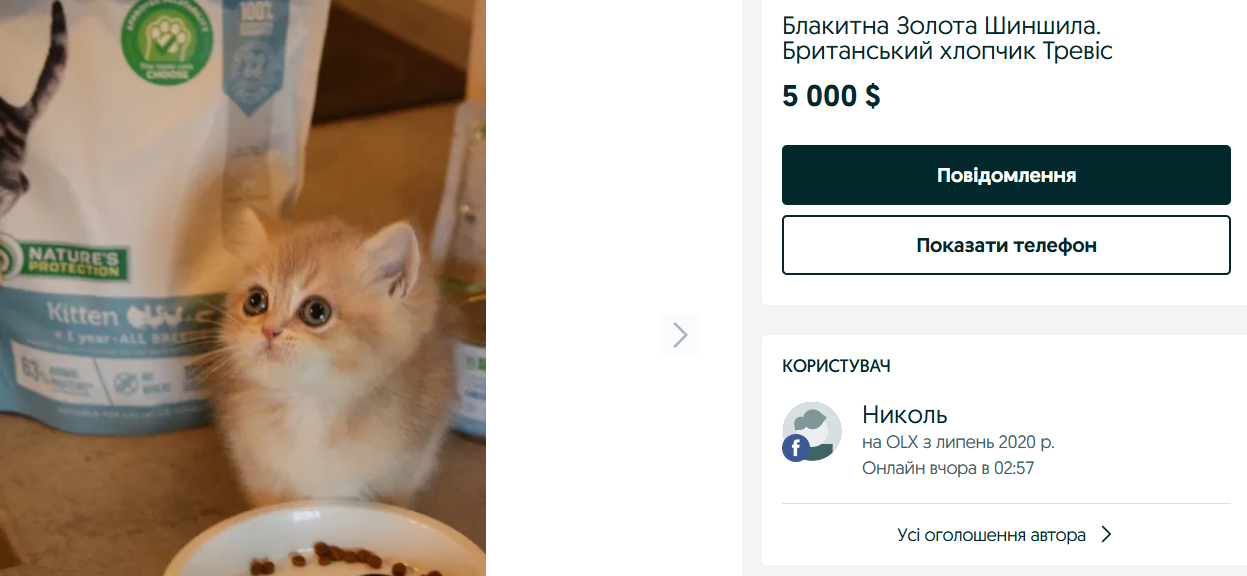 Шиншилла и каракет — сколько стоят самые дорогие породы кошек на OLX - фото 3