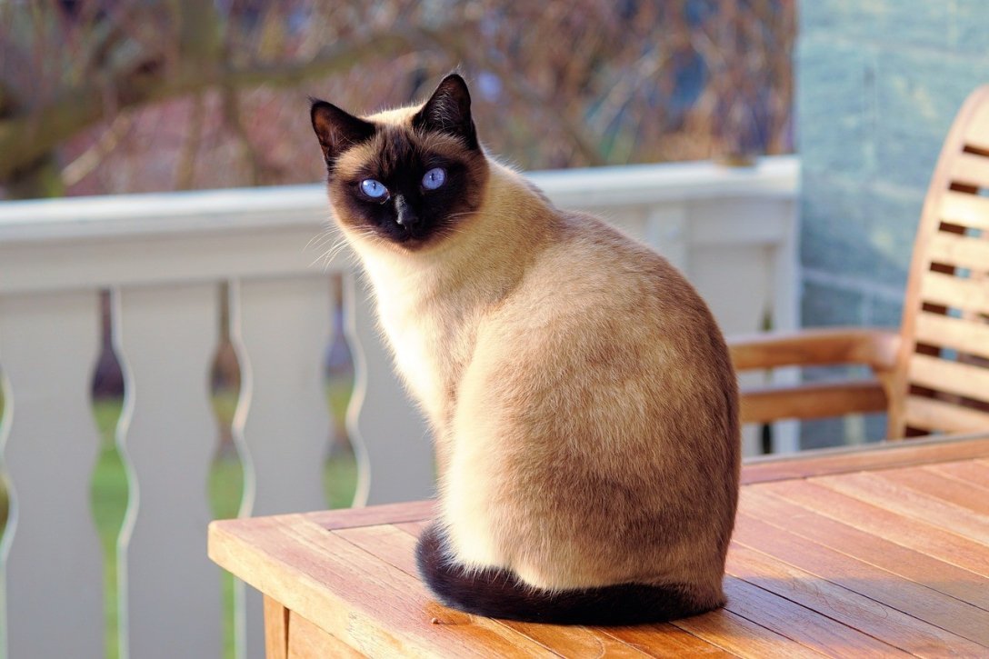 Что известно о сиамской породе кошек