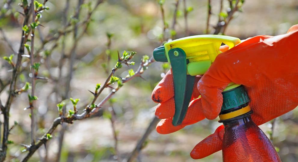 Обработка крыжовника