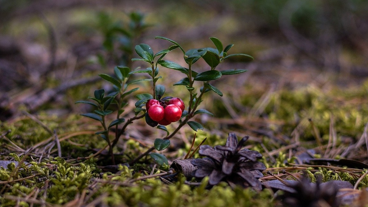 Дерево клюквы