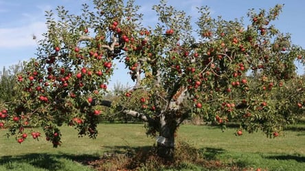 Як врятувати зав’язь яблуні після заморозків — працює миттєво - 285x160