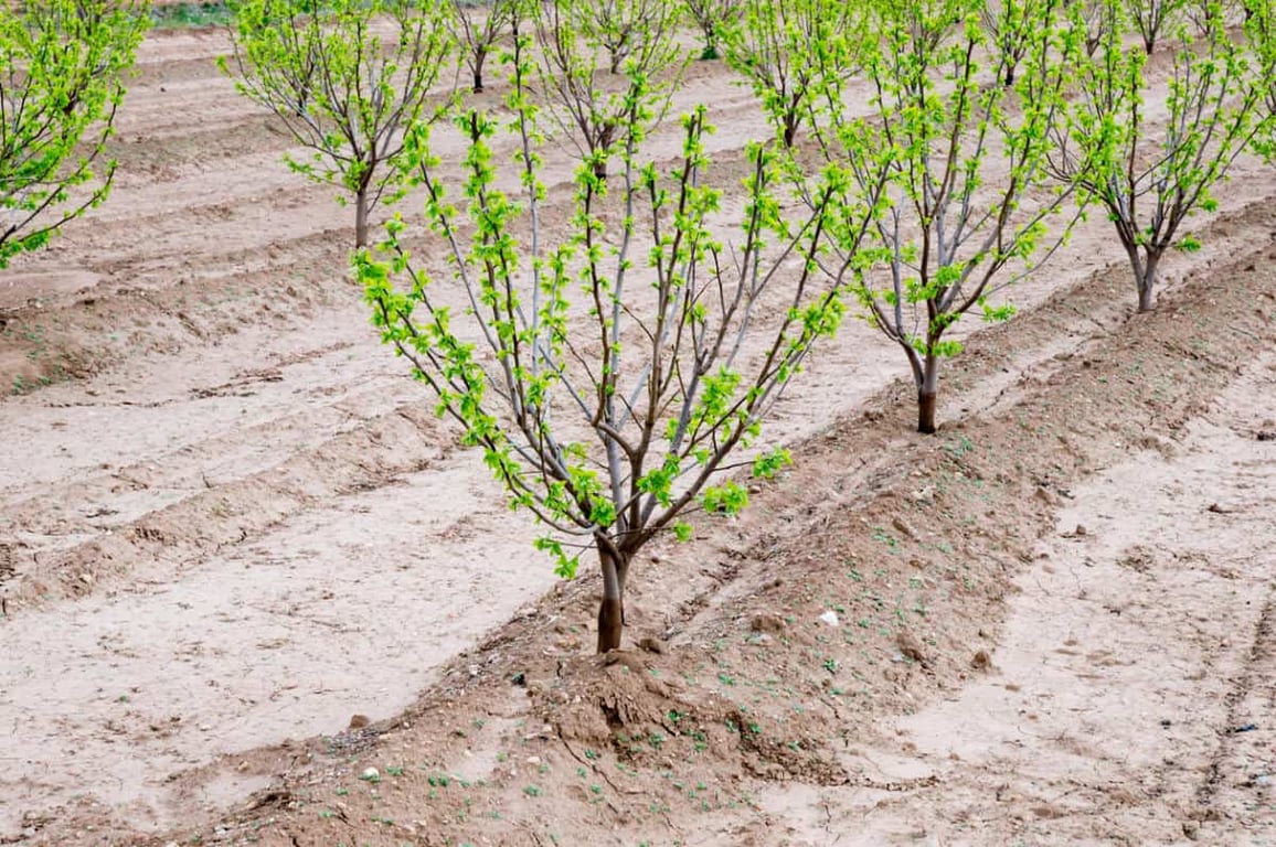 Молодые саженцы хурмы в саду
