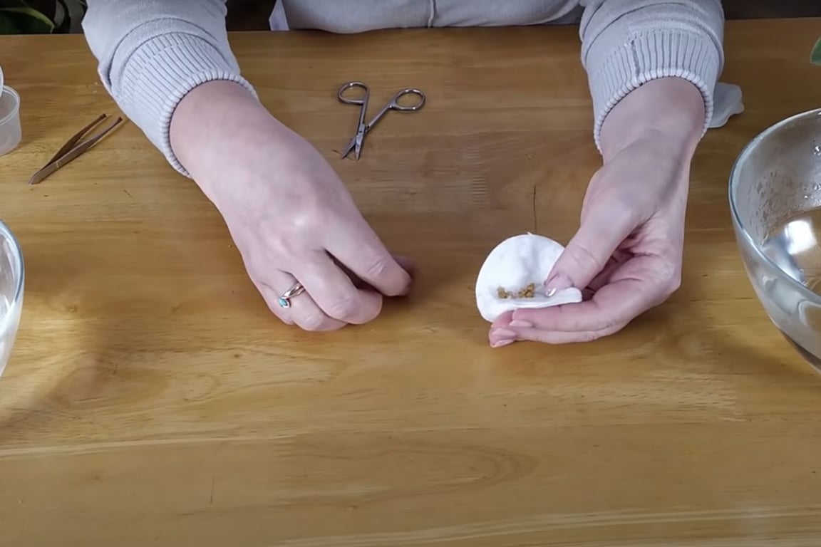 Процесс проращивания семян на ватном диске