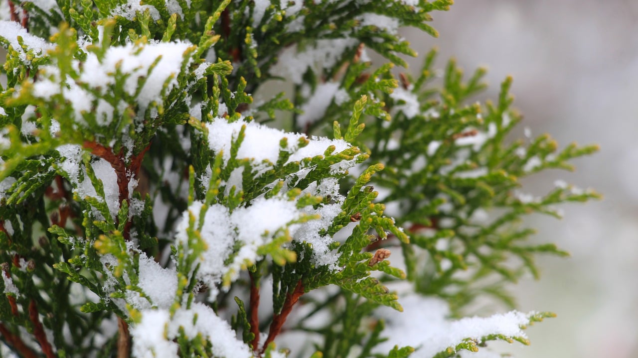 не сажайте ту у двора