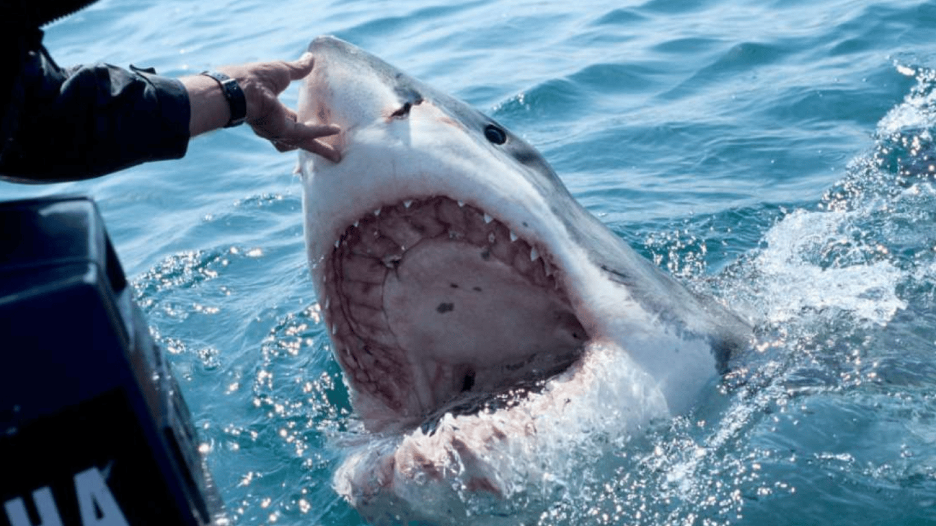 В Єгипті спіймали акулу, яка з'їла росіянина