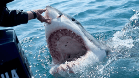 В Египте поймали акулу, съевшую россиянина - 285x160