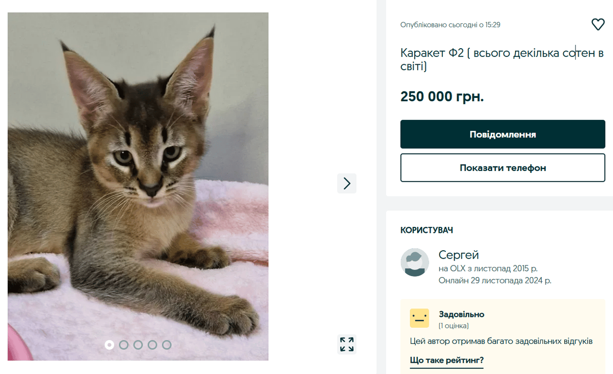 Елітні породи котів — за скільки продають розкішних тварин на OLX - фото 2