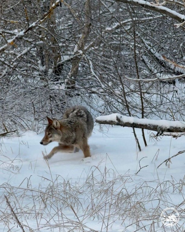 Вовки в Чорнобилі