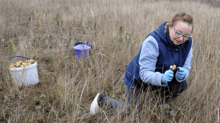 Сбор грибов в Украине: за что придется заплатить до 51 грн штрафа - 285x160