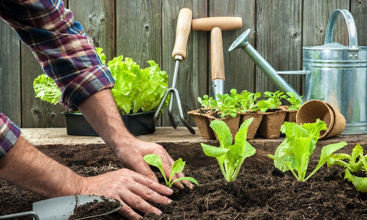 Що можна посадити на городі початківцю — салат