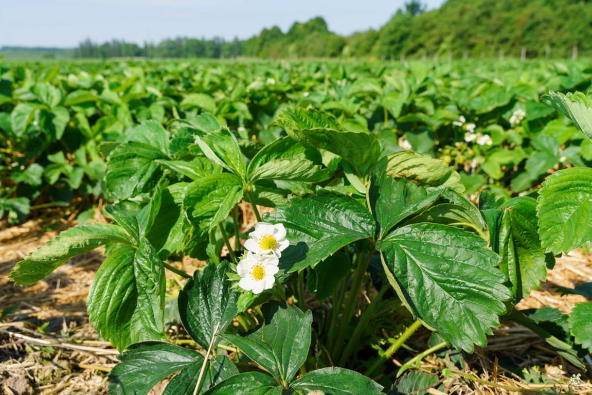 Клубника цветет, но урожая нет — какие причины и что делать