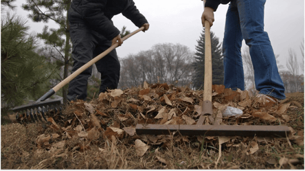 Почему нельзя сжигать сухие листья и что за это будет в 2025 году - 285x160