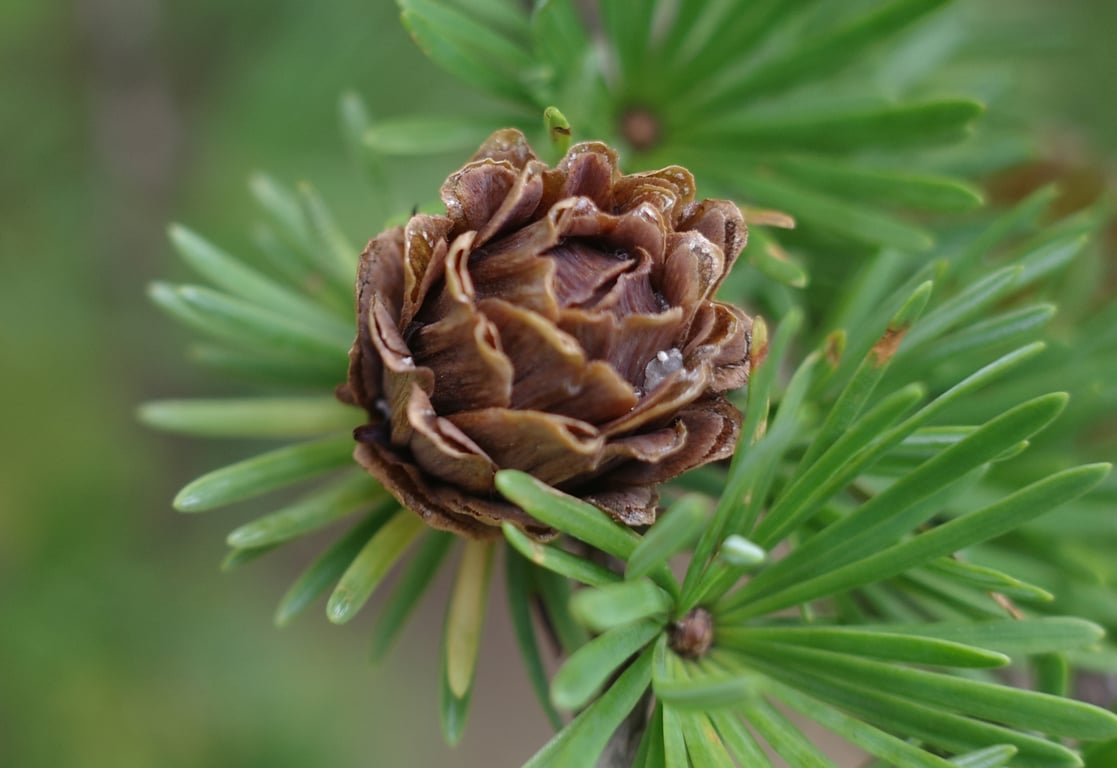 Чому варто посадити модрину біля дому