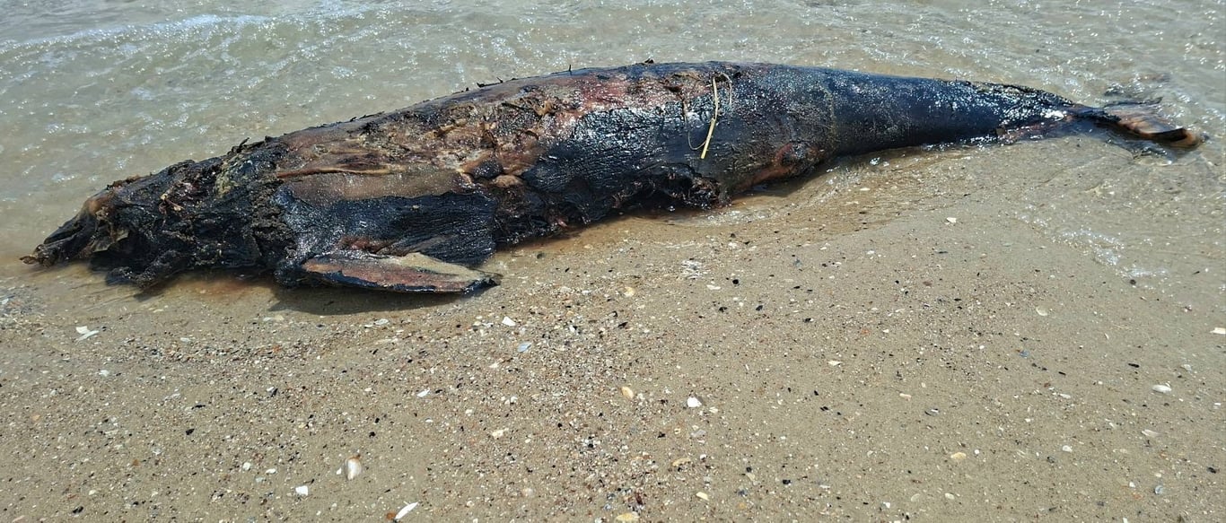 Море викинуло на Одещині ще п'ятьох дельфінів