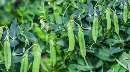 Посейте этот горох — земля станет плодородной за считанные недели - 285x160