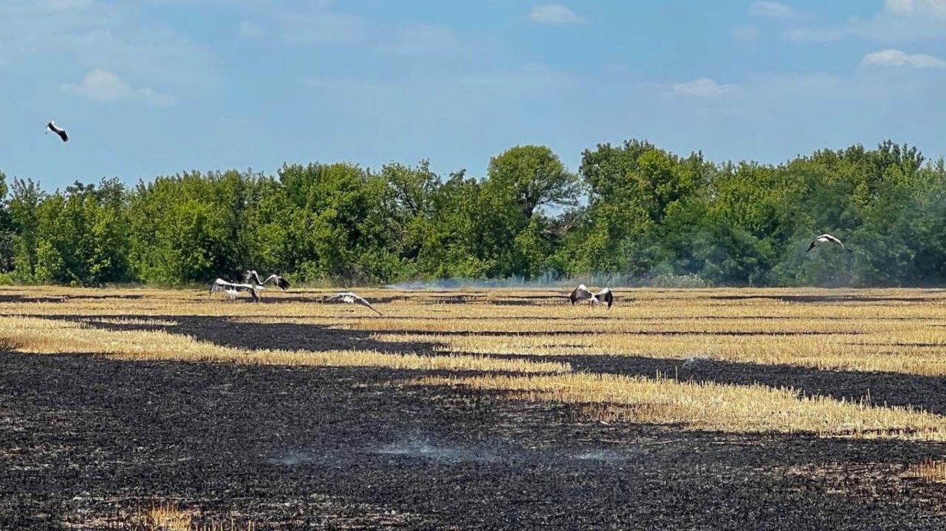 В Одесской области сгорело 16 га сельскохозяйственных земель