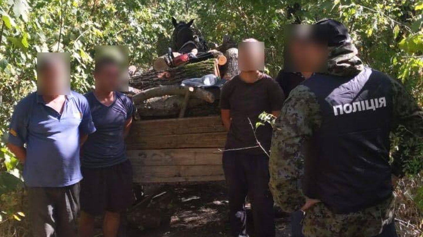 Вырубили дубов на два миллиона — в Одесской области задержали черных лесорубов