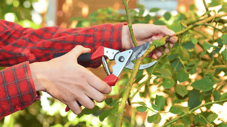 Эти растения нужно обрезать в апреле: будут пышно цвести весь сезон - 285x160