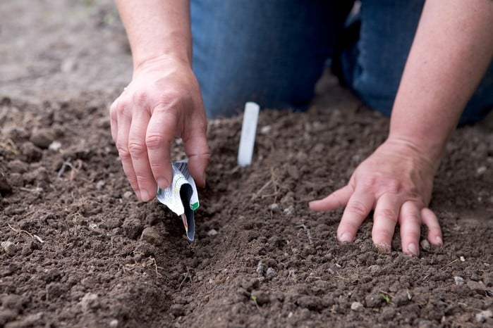 Посев семян репы на огороде