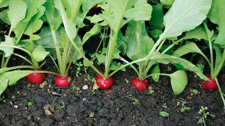 Ранний редис без пустот — четыре сорта для большого урожая - 285x160