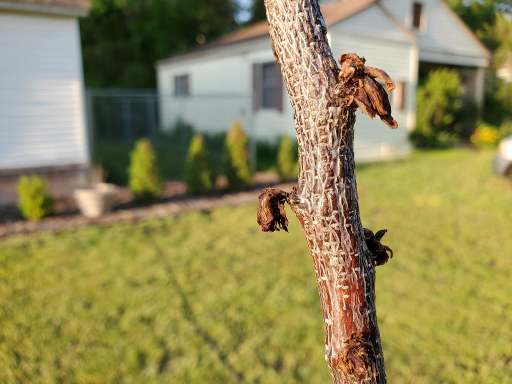 Почему сохнет абрикос — самые распространенные причины