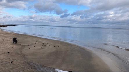 Экологическая катастрофа в море — ситуация на побережье Одессы - 290x160