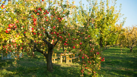 Легенько постукайте по яблуні — і врожай стане більшим - 285x160
