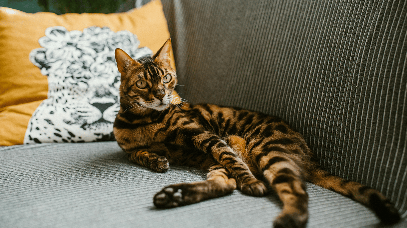 Чому бенгальські кішки мають особливий статус в Китаї