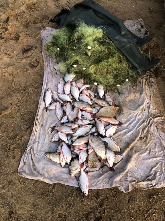 Незаконно виловлена риба. Фото: 