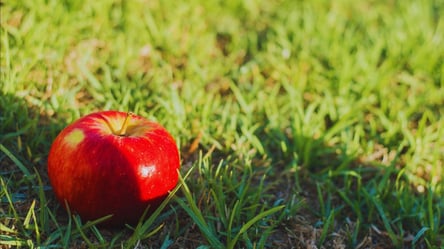 З цієї причини їсти яблука, що опали, небезпечно - 285x160