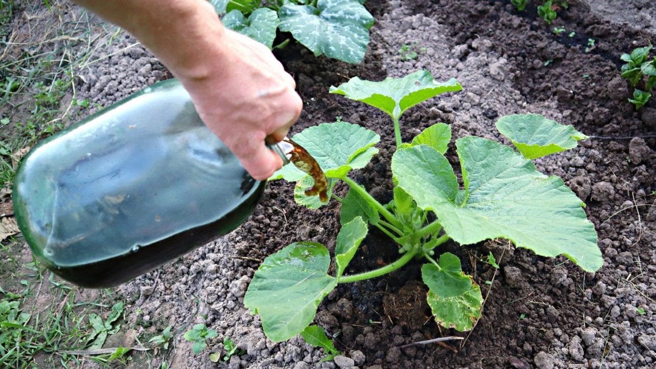 Полив кабачков