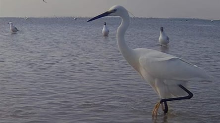 На Одещині помітили мігруючих птахів, які вирушать до Африки: що відомо - 285x160