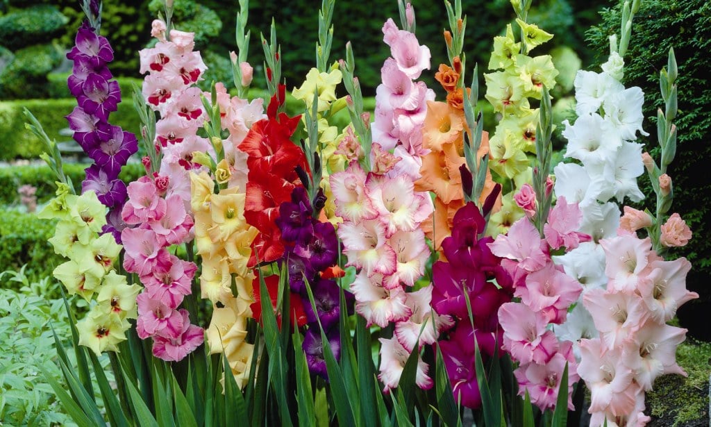 Гладиолусы