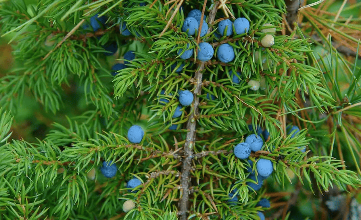 Можжевельник