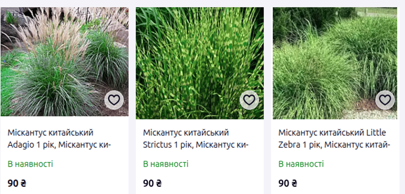 Саджанці 