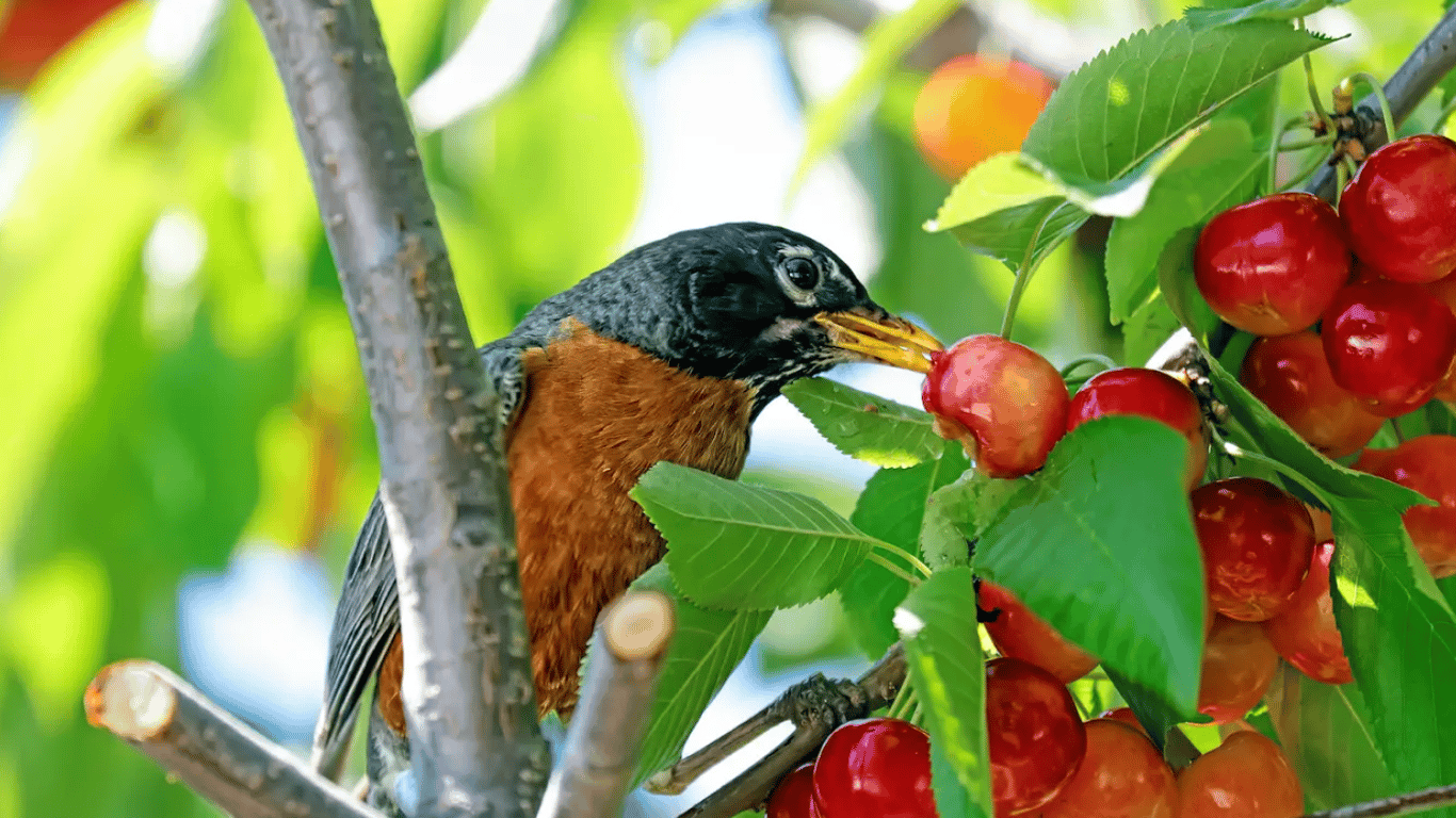 Как защитить черешню от птиц: два простых и действенных способа