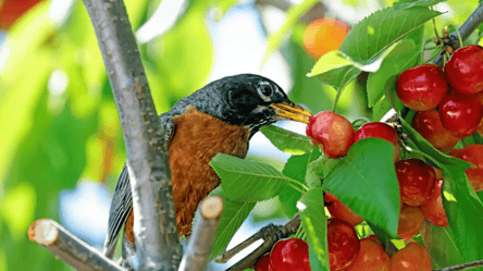 Как защитить черешню от птиц: два простых и действенных способа - 285x160