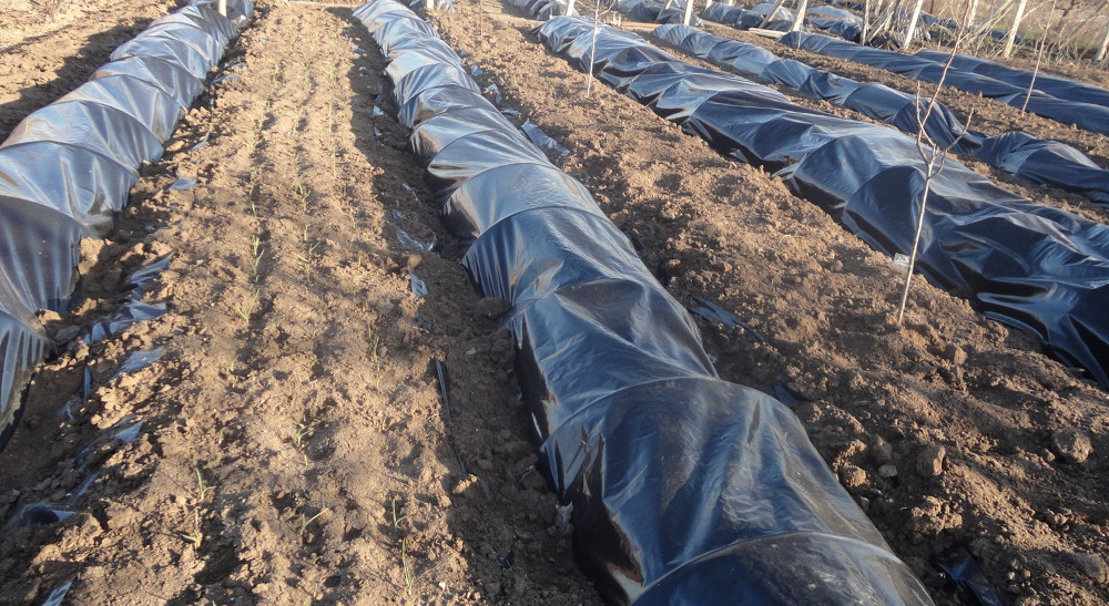 Укрытие винограда на огороде