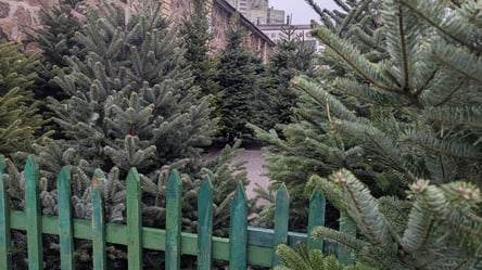 Топсегмент новорічних ялинок — скільки коштують дерева під 3 м - 285x160