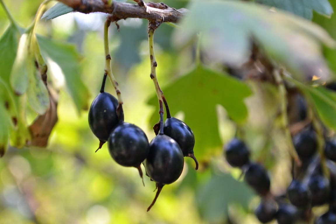 Які корисні властивості має йошта та кому слід їсти цю ягоду