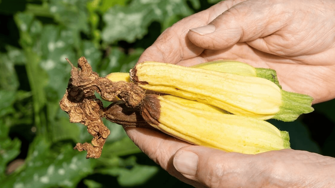 Дрібні та викривлені плоди кабачків на руках у городника.
