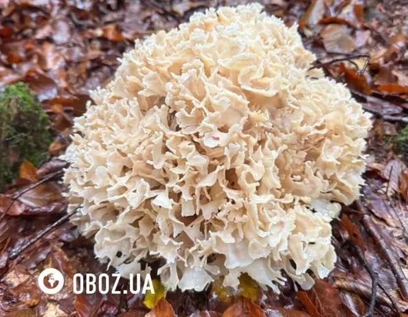 Маїтаке, або грифола кучерява, зафіксований у карпатському лісі.