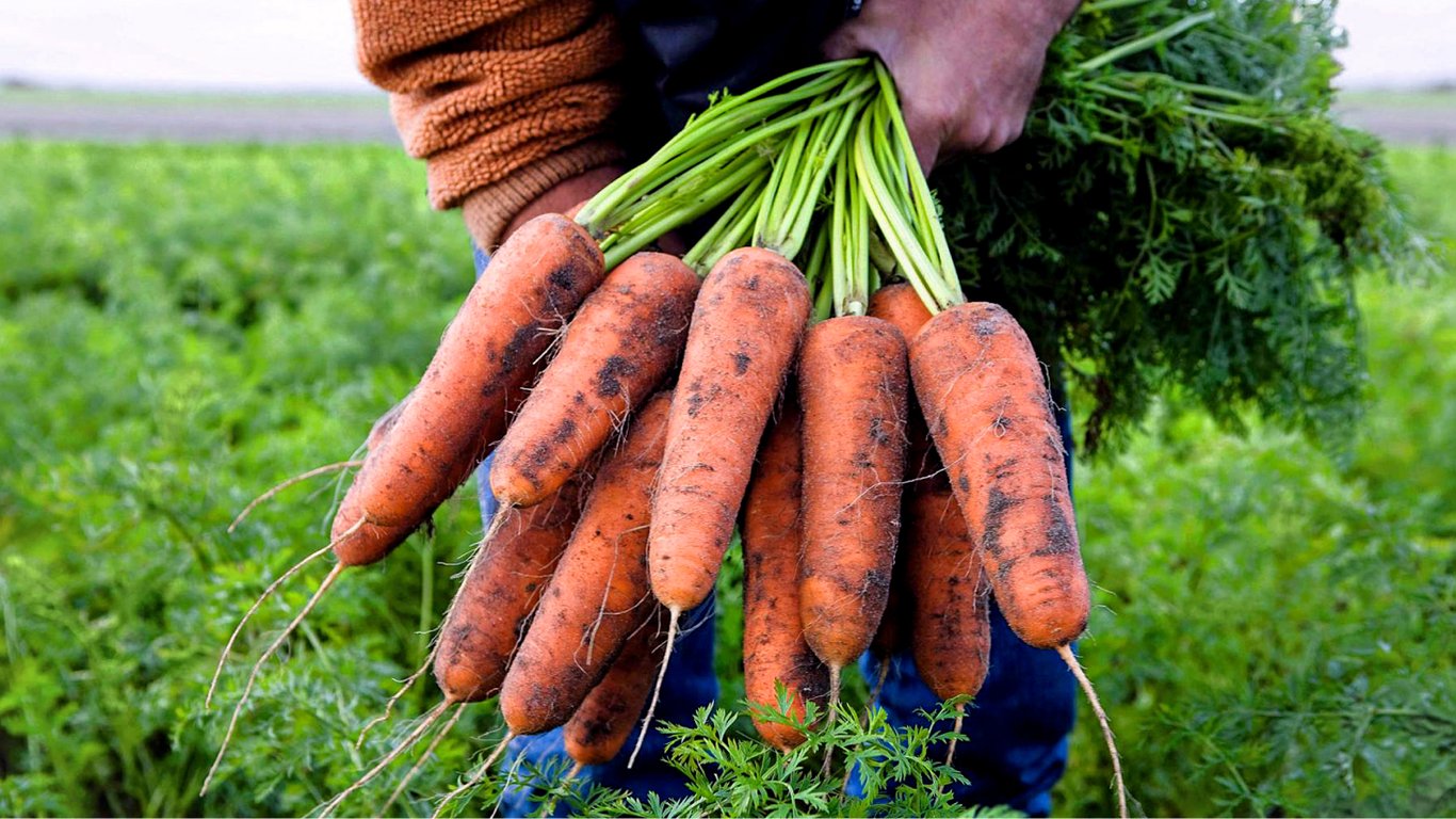 Як посіяти моркву — хитрі методи з Китаю, що збільшать урожайність вдвічі