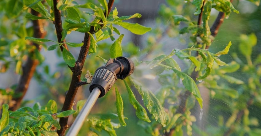 Процесс обработки дерева в саду