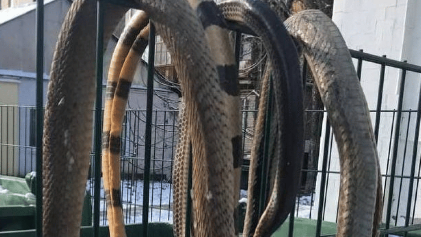 В Харькове неизвестные повесили на заборе мертвых змей