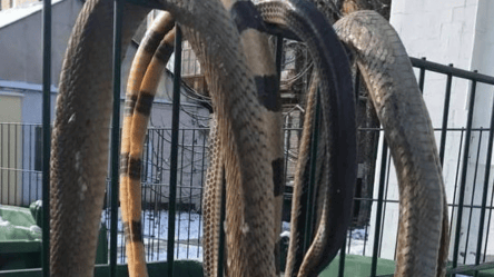 В Харькове неизвестные повесили на заборе мертвых змей - 285x160